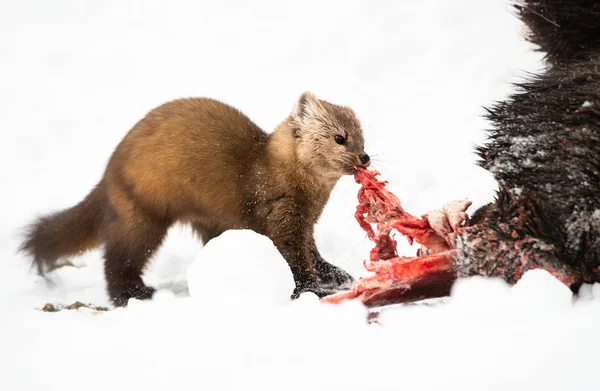 Close Portrait Mustelid Eating Elanden Karkas British Columbia Canada — Stockfoto