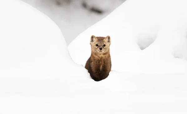 Portrait Rapproché Mustélide Dans Neige Blanche Colombie Britannique Canada — Photo