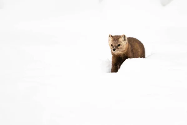 Nära Porträtt Mustelid Vit Snö British Columbia Kanada — Stockfoto