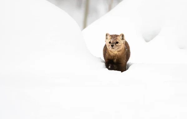 Close Portrait Mustelid White Snow British Columbia Canada — Stock Photo, Image