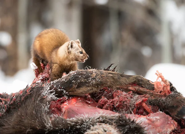 Close portrait of mustelid eating moose carcass, British Columbia, Canada.
