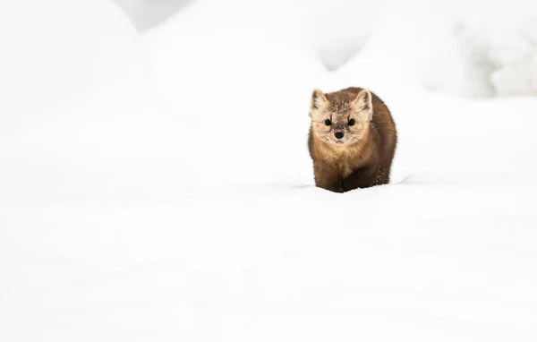 Nära Porträtt Mustelid Vit Snö British Columbia Kanada — Stockfoto