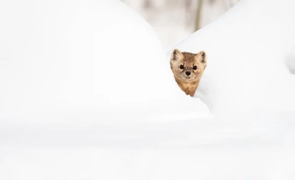 Закрытый Портрет Мумии Белом Снегу Британская Колумбия Канада — стоковое фото