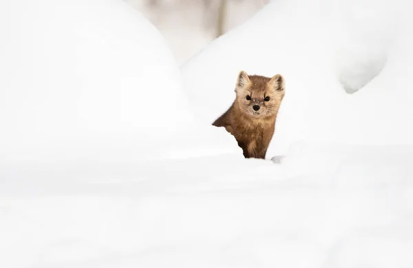 Portrait Rapproché Mustélide Dans Neige Blanche Colombie Britannique Canada — Photo