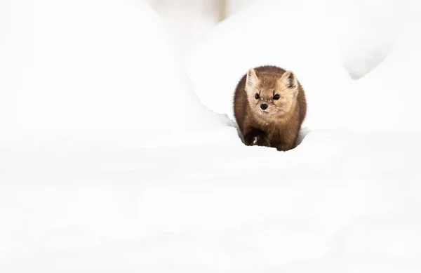 Retrato Cercano Mustelid Nieve Blanca Columbia Británica Canadá — Foto de Stock