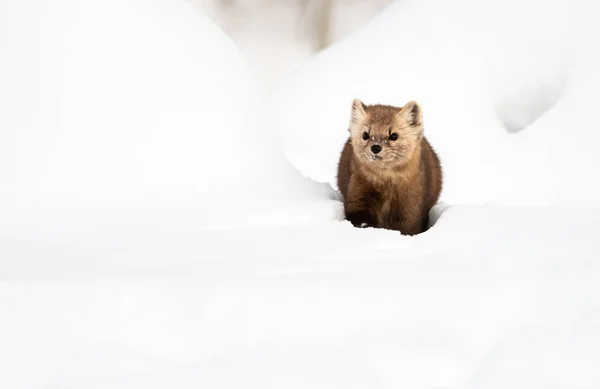 Nära Porträtt Mustelid Vit Snö British Columbia Kanada — Stockfoto