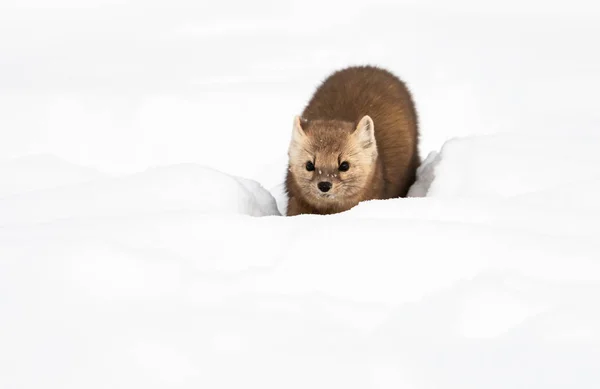 Portrait Rapproché Mustélide Dans Neige Blanche Colombie Britannique Canada — Photo