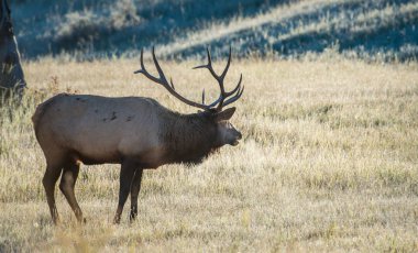 Wild bull elk. Nature, fauna 