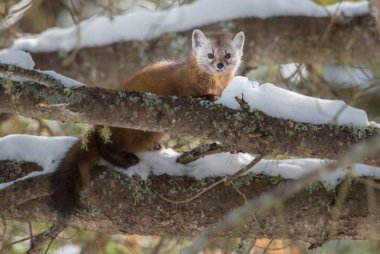 Çam ağacı vahşi doğada. Doğa, fauna