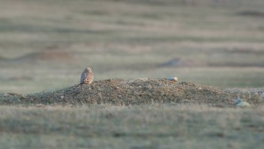 Vahşi baykuş, kuş. Doğa, fauna