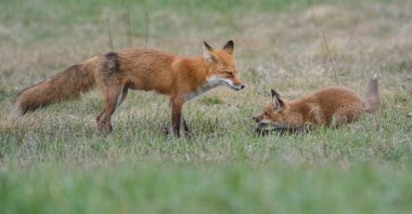 Kızıl tilkiler, hayvanlar. Doğa, fauna