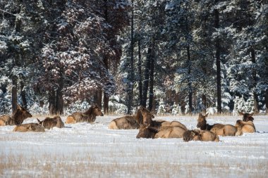 Wild bull elks. Nature, fauna    