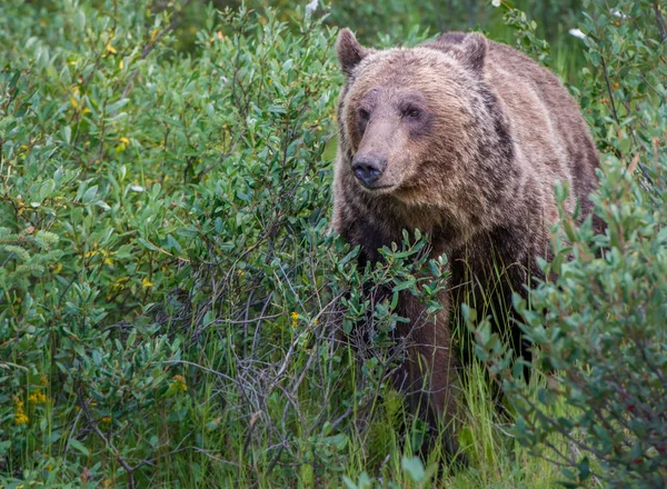 Dziki Niedźwiedź Grizzly Natura Fauna — Zdjęcie stockowe