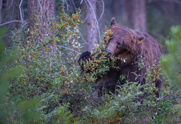 Медведь Гризли Природа Фауна — стоковое фото