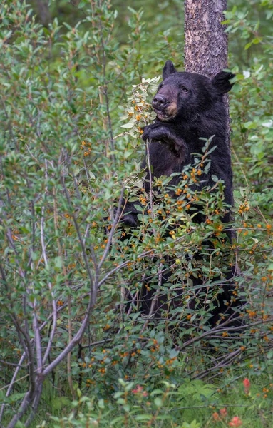 Oso Negro Salvaje Naturaleza Fauna — Foto de Stock