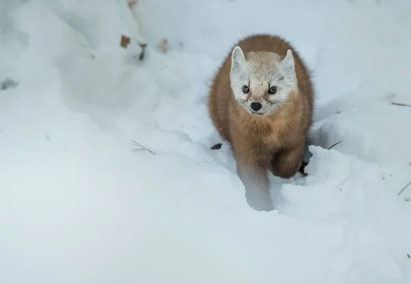 Tall Mård Vilt Tillstånd Natur Fauna — Stockfoto