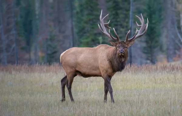 Wild Bull Elk Nature Fauna — Stock Photo, Image