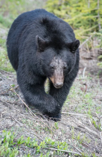 Urso Negro Selvagem Natureza Fauna — Fotografia de Stock