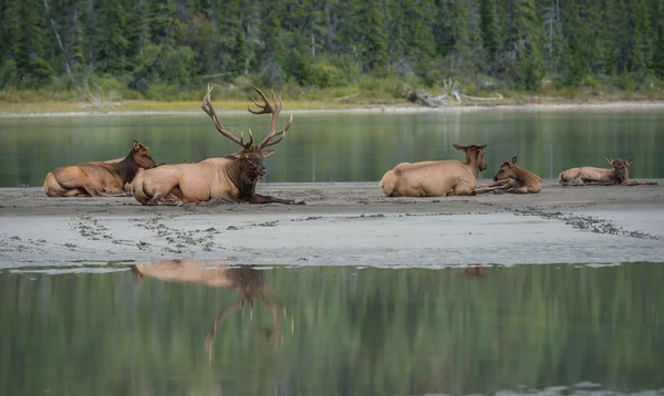 Wilde Stieren Elfen Natuur Fauna — Stockfoto