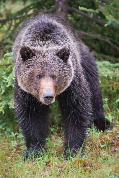 Wild Grizzly Bear Nature Fauna — 스톡 사진