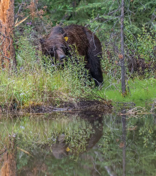 Wilder Grizzlybär Natur Fauna — Stockfoto