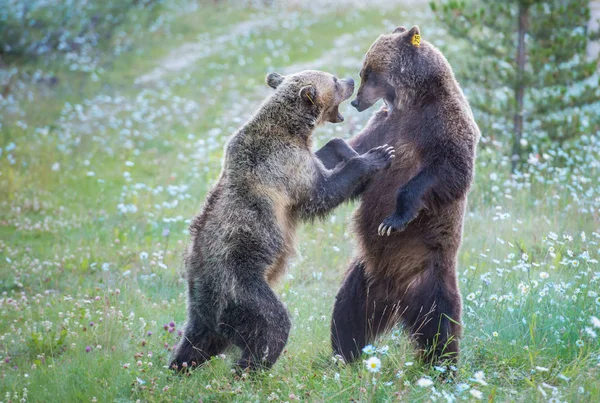 Orsi Grizzly Selvatici Natura Fauna — Foto Stock