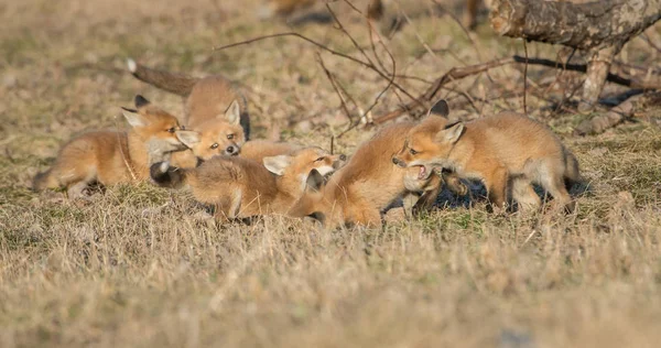 Raposas Vermelhas Animais Natureza Fauna — Fotografia de Stock