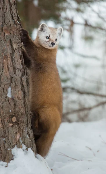 Martora Pino Natura Natura Fauna — Foto Stock