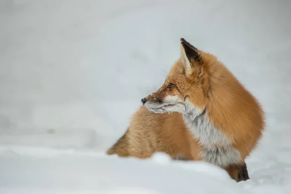 Raposa Selvagem Animal Natureza Fauna — Fotografia de Stock