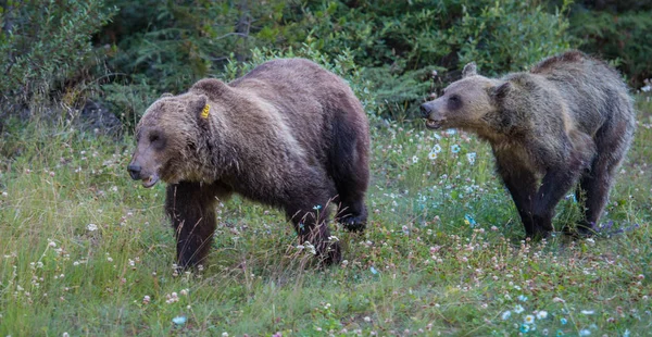 Beruang Liar Beruang Grizzly Alam Fauna — Stok Foto