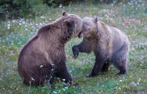 Dzikie Niedźwiedzie Grizzly Natura Fauna — Zdjęcie stockowe