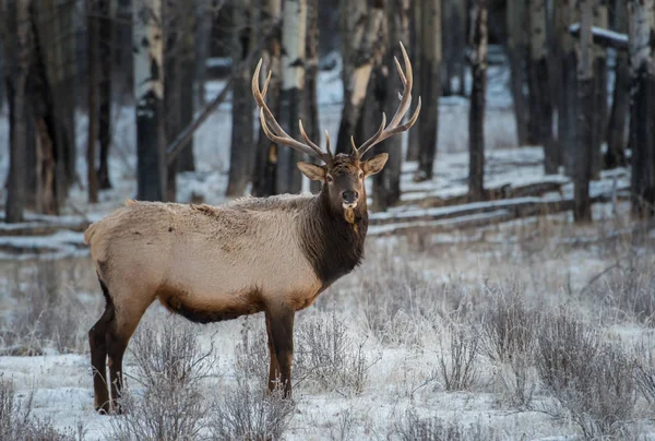 Wild Bull Elk Nature Fauna — Stock Photo, Image