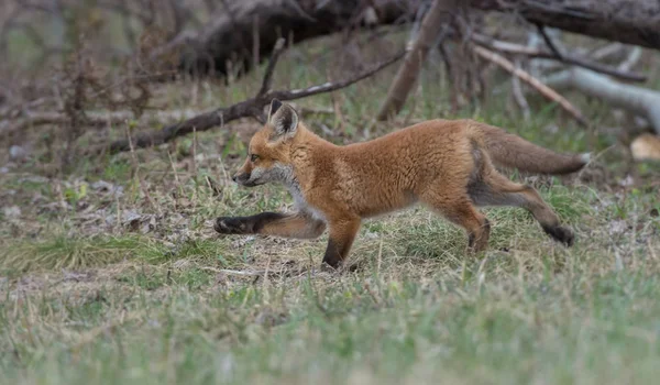 Zorro Rojo Animal Naturaleza Fauna — Foto de Stock