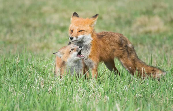 Raposas Vermelhas Animais Natureza Fauna — Fotografia de Stock