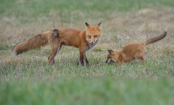 赤狐動物自然 — ストック写真