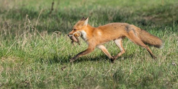 Wilde Vos Dier Natuur Fauna — Stockfoto