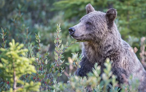 Άγρια Αρκούδα Γκρίζλι Φύση Πανίδα — Φωτογραφία Αρχείου