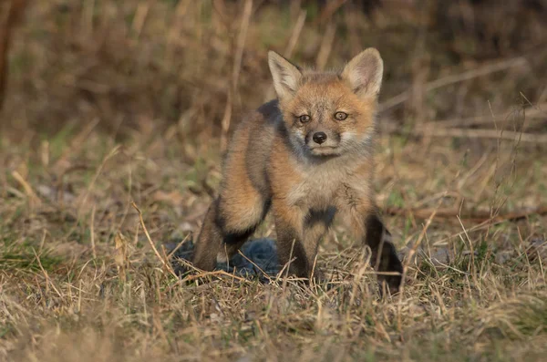 Renard Roux Animal Nature Faune — Photo