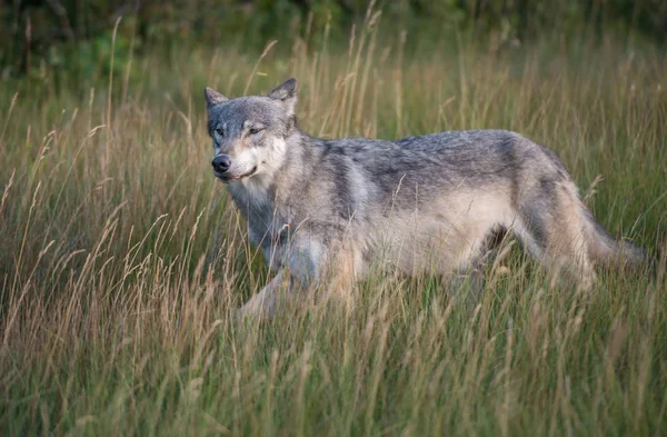 Vlk Divočině Zvíře Příroda Fauna — Stock fotografie