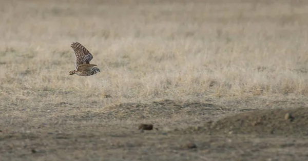 Wild Owl Bird Nature Fauna — Stock Photo, Image