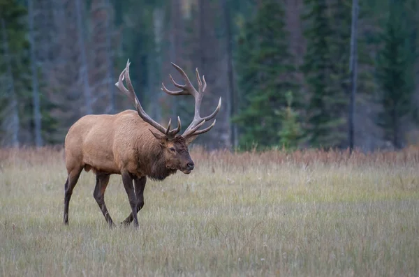 Wild Bull Elk Nature Fauna — 스톡 사진