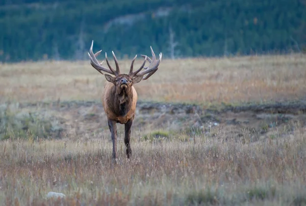 Wild Bull Elk Nature Fauna — 스톡 사진