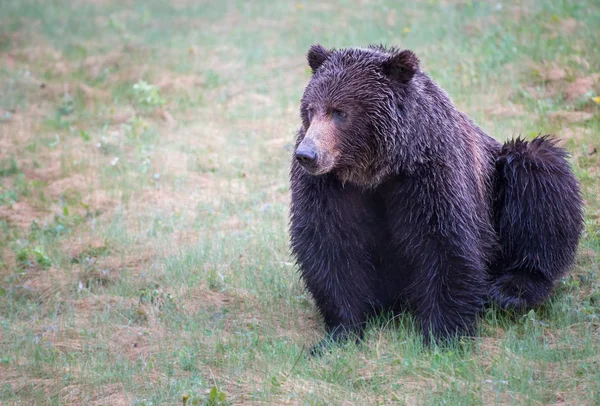 Divoký Medvěd Grizzly Příroda Fauna — Stock fotografie