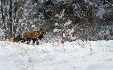 Kızıl tilki, hayvan. Doğa, fauna
