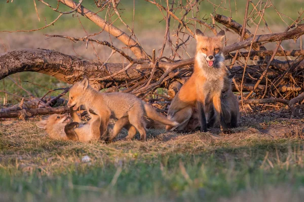 Kızıl Tilkiler Hayvanlar Doğa Fauna — Stok fotoğraf