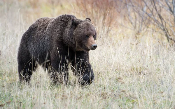 Orso Grizzly Selvatico Natura Fauna — Foto Stock