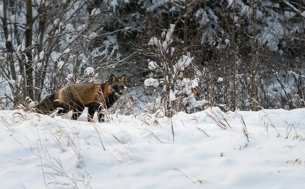 Kızıl tilki, hayvan. Doğa, fauna
