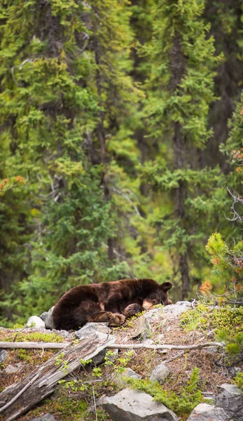 Orso Nero Selvatico Natura Fauna — Foto Stock