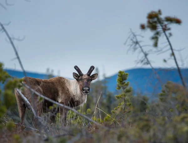 Mountain Caribou Wild — Stock Photo, Image
