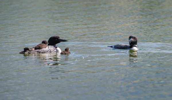 Common Loon Family Spring — Stock Photo, Image